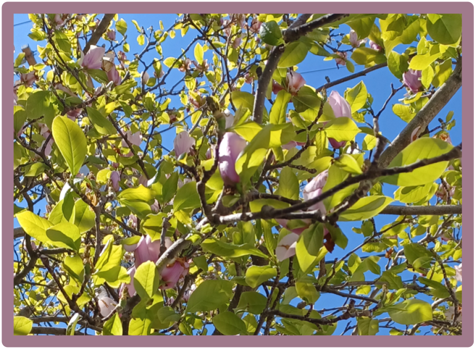 Flowering tree with blue sky background