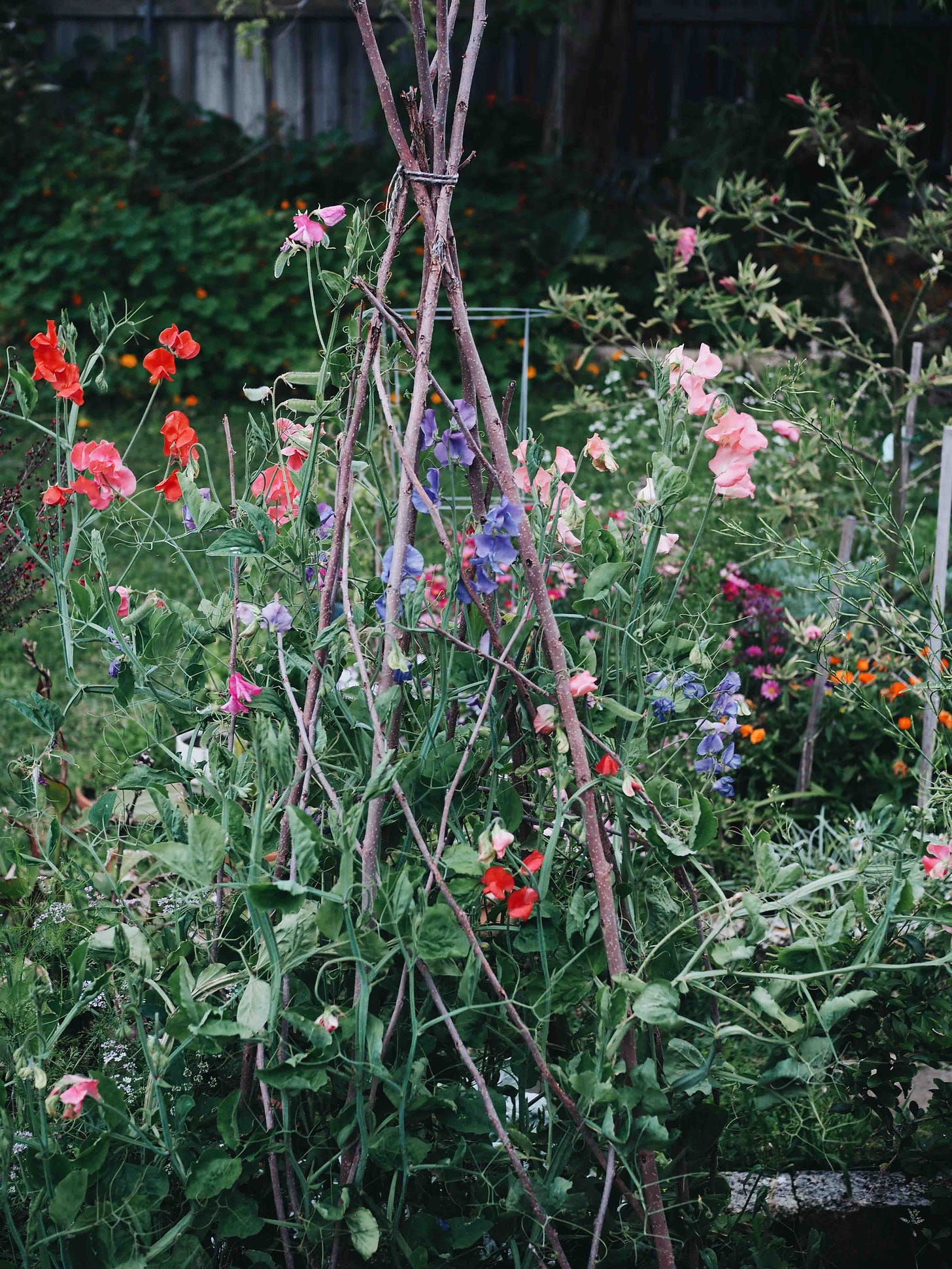 Sweet peas climbing up a teepee