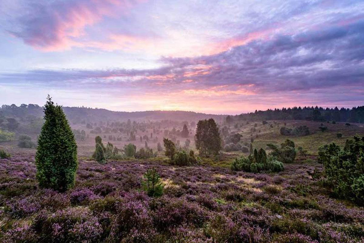 The heathland areas of Lüneburg Heath | Lüneburger Heide