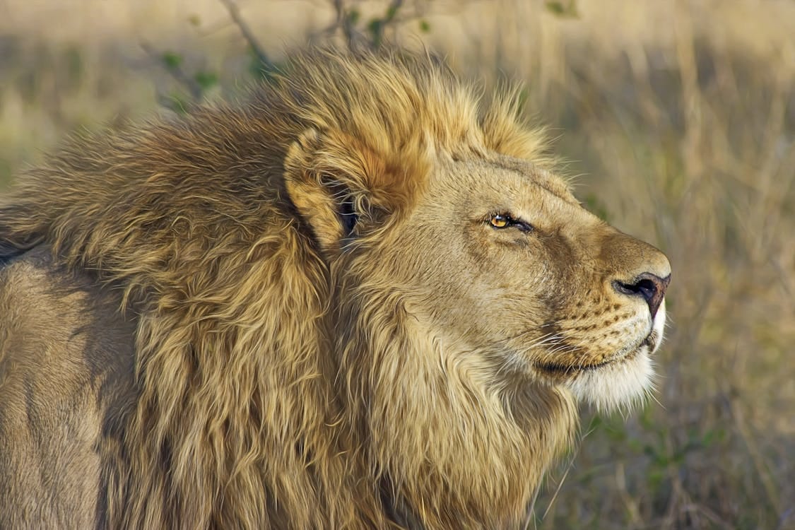 Free Close-up of a majestic lion with a golden mane in its natural habitat. Stock Photo