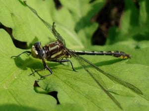 Dragonfly on leaf