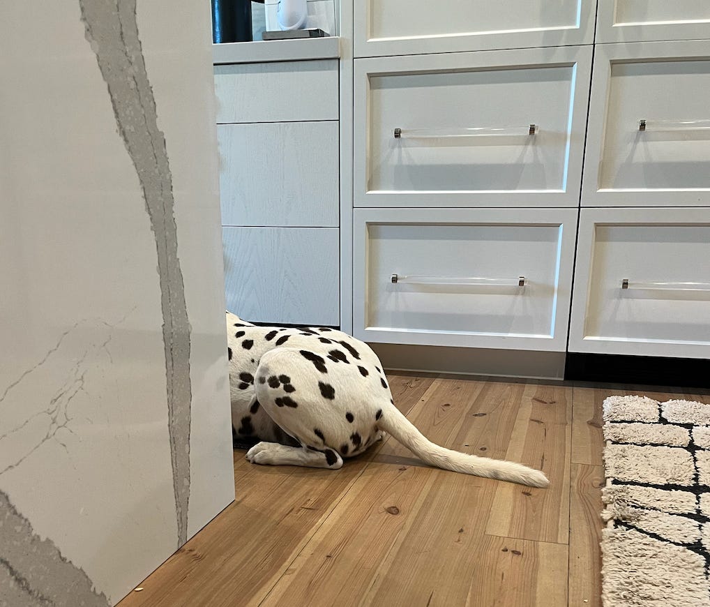 picture of dalmatian butt