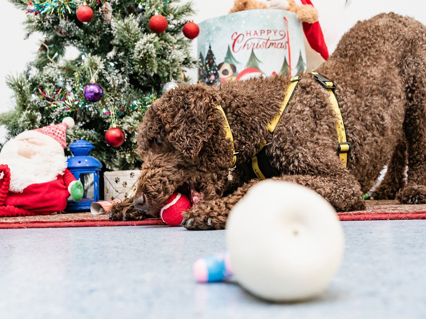 Otis the poodle plays with toys in front of a Christmas tree