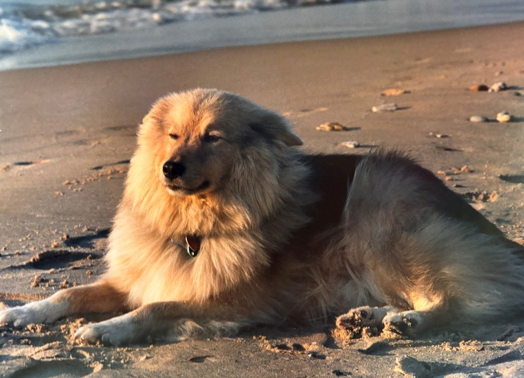 A fluffy, tan dog rests on the beach in the sunset