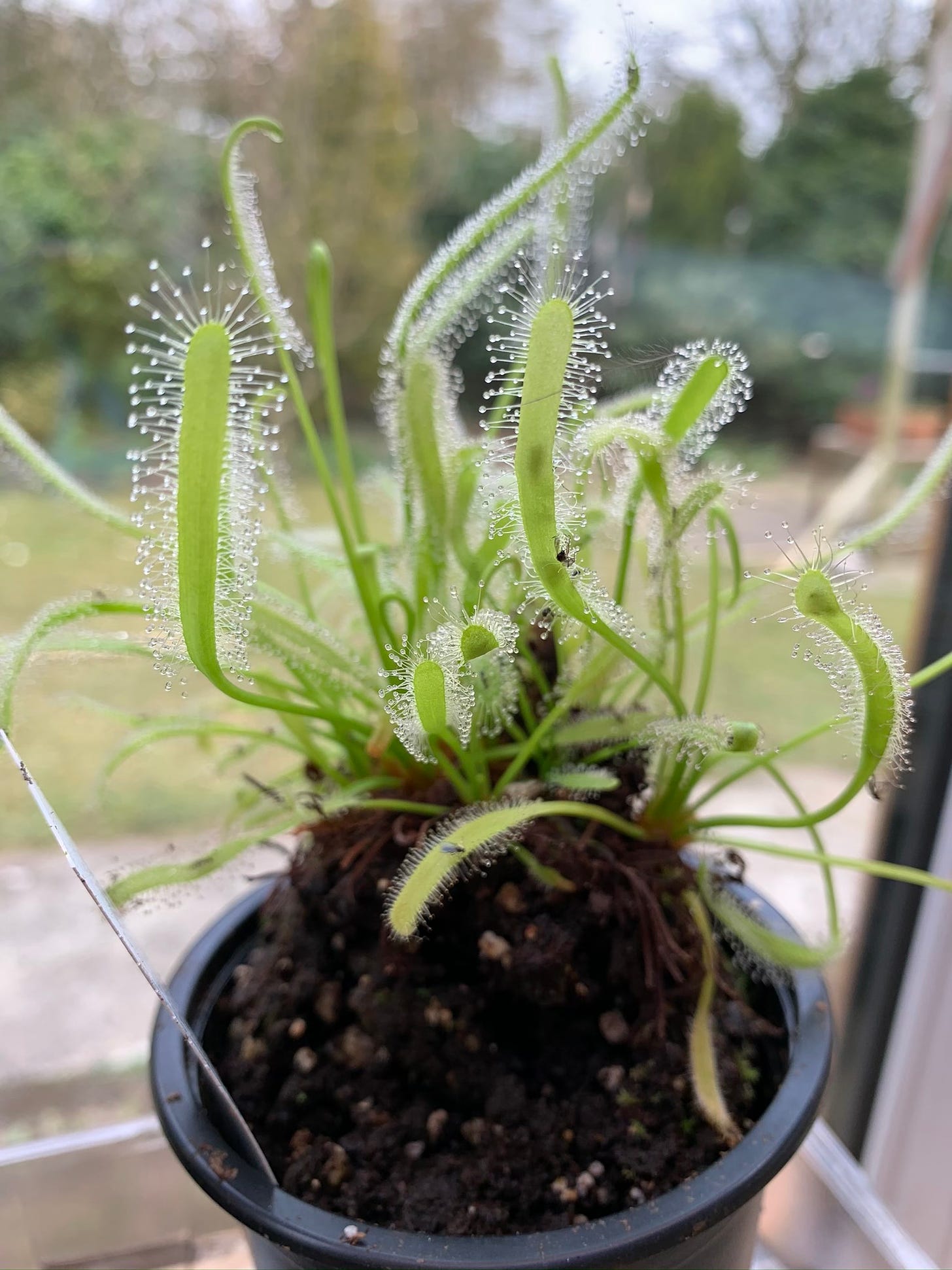 A Drosera capensis (sundew) plant in a pot, with two flies captured in its sticky leaves