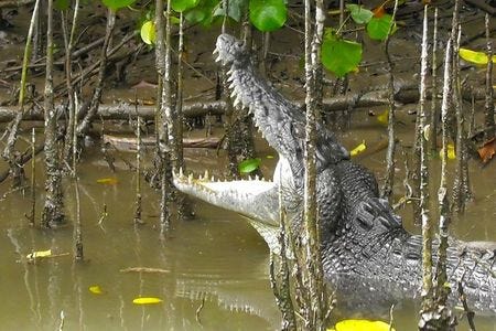crocodile swimming in the Daintree River