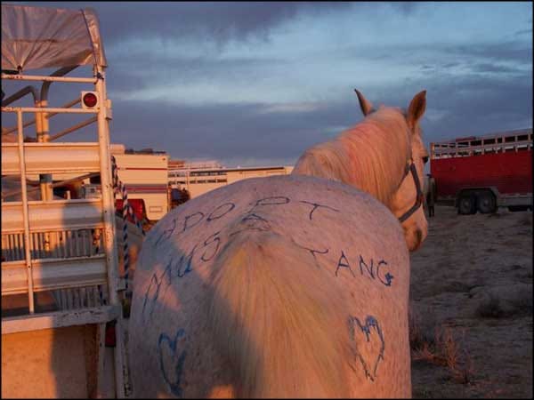 Could USDA horse slaughterhouse approval be good news for wild horses? |  Tuesday's Horse