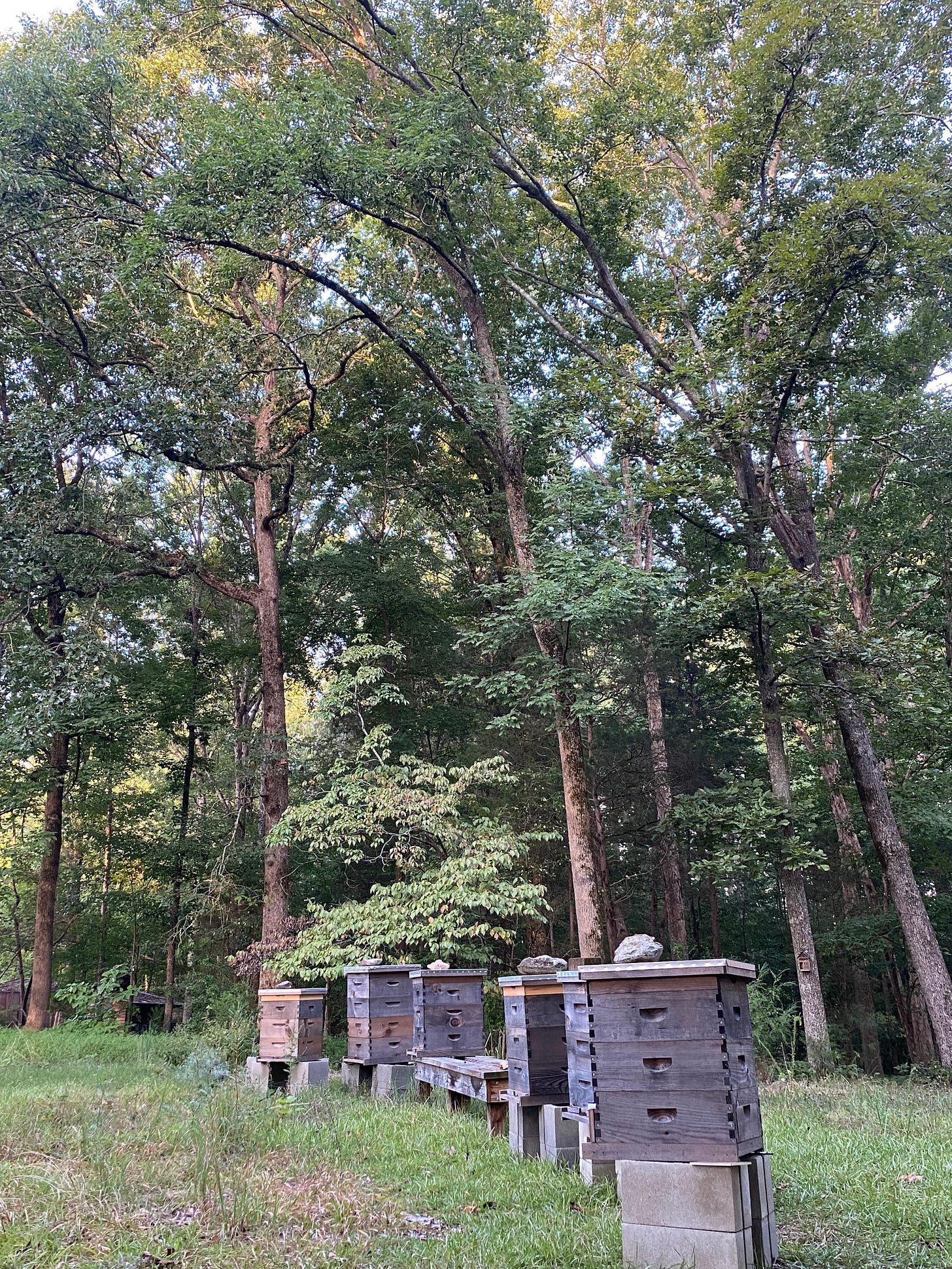 a line of hives underneath oak trees