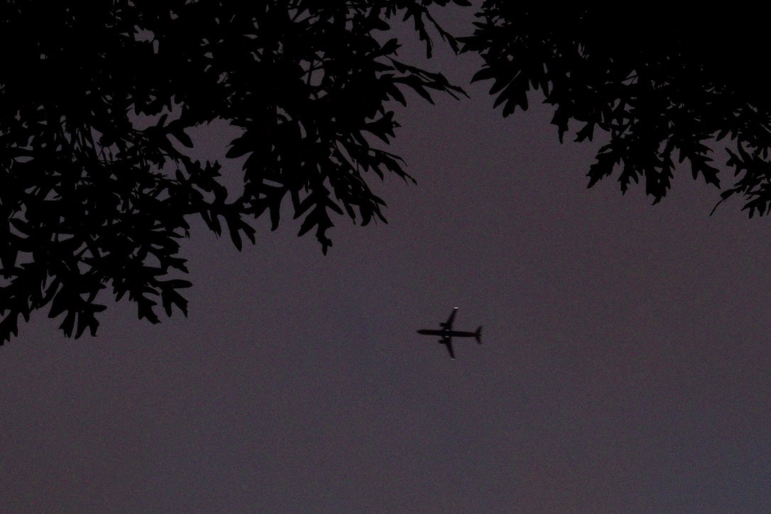 above the silhouette of leaves, a plane flies across a purple morning sky