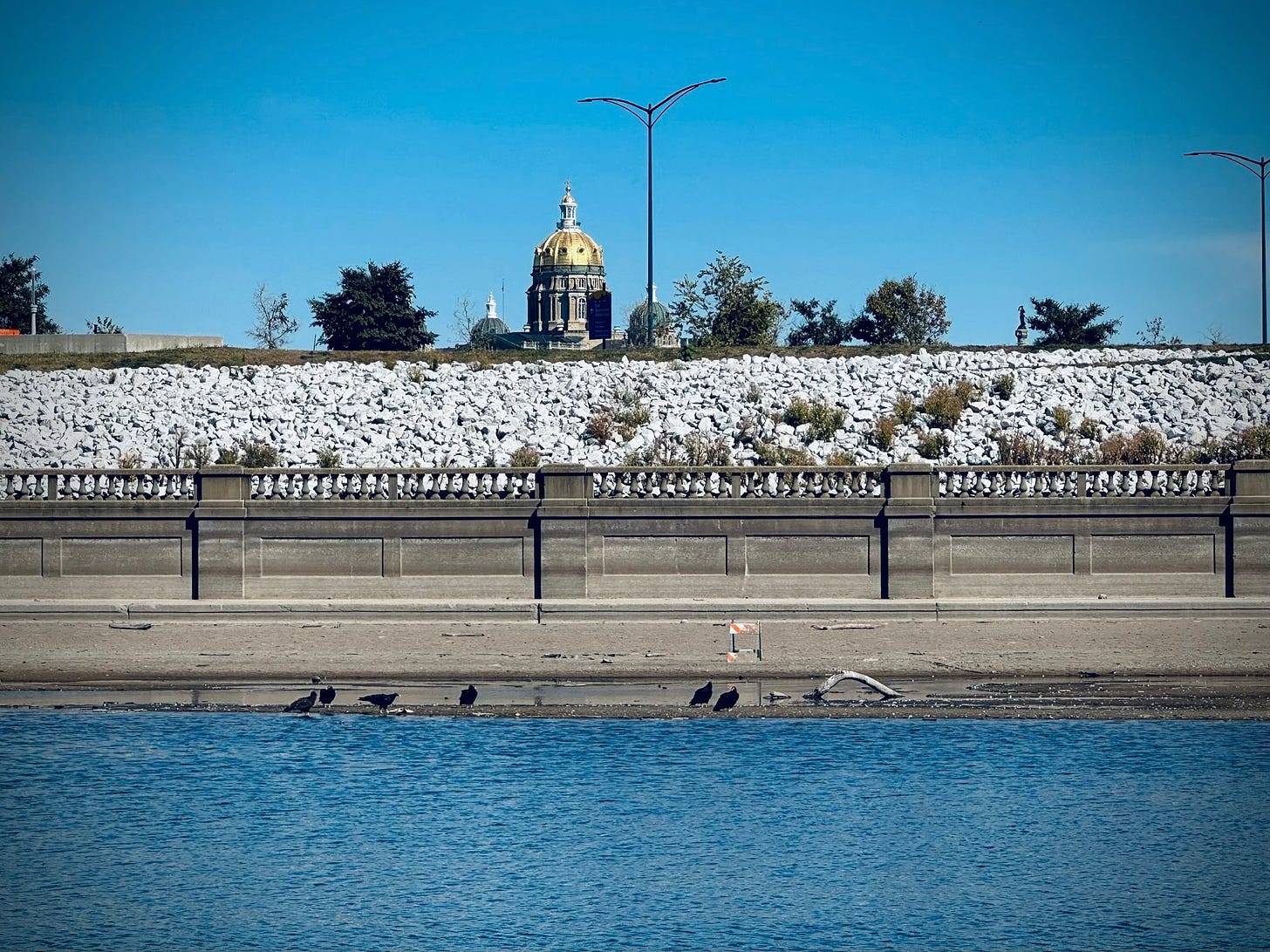 Turkey Vultures on a river bank, gold-domed Iowa Capitol building in the background