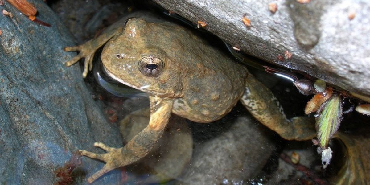 Foothill yellow-legged frog poking head out of water next to rock