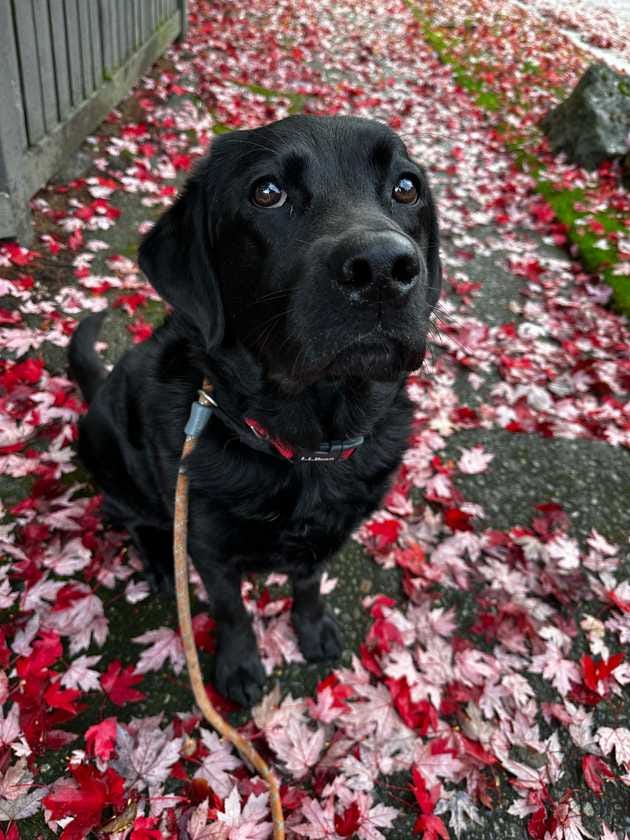 A black Labrador retriever sitting on red maple leaves.