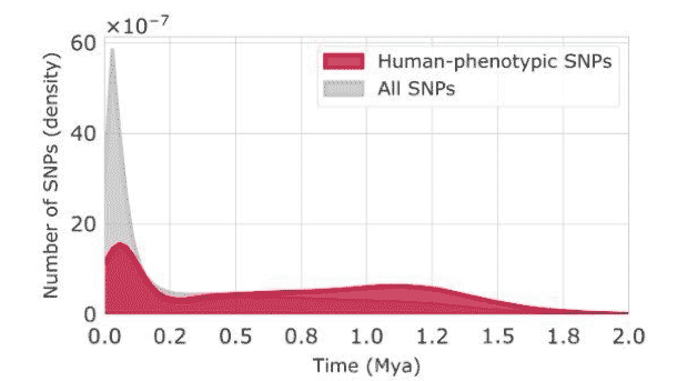 A figure showing a histogram with the number of SNPs in each age category. All SNPs has a recent peak three times higher than the human phenotypic SNPs A figure showing a histogram with the number of SNPs in each age category. All SNPs has a recent peak three times higher than the human phenotypic SNPs