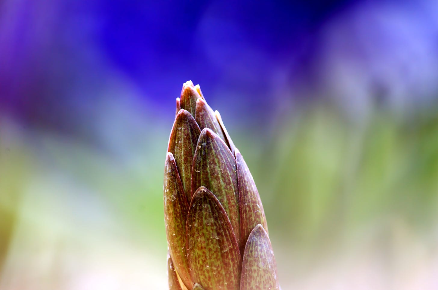 A macro image details a Stargazer Lilly bud against a hazy garden background in blues and greens.