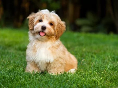 Adorable Dog Breeds That Always Look Like Puppies | Always Pets