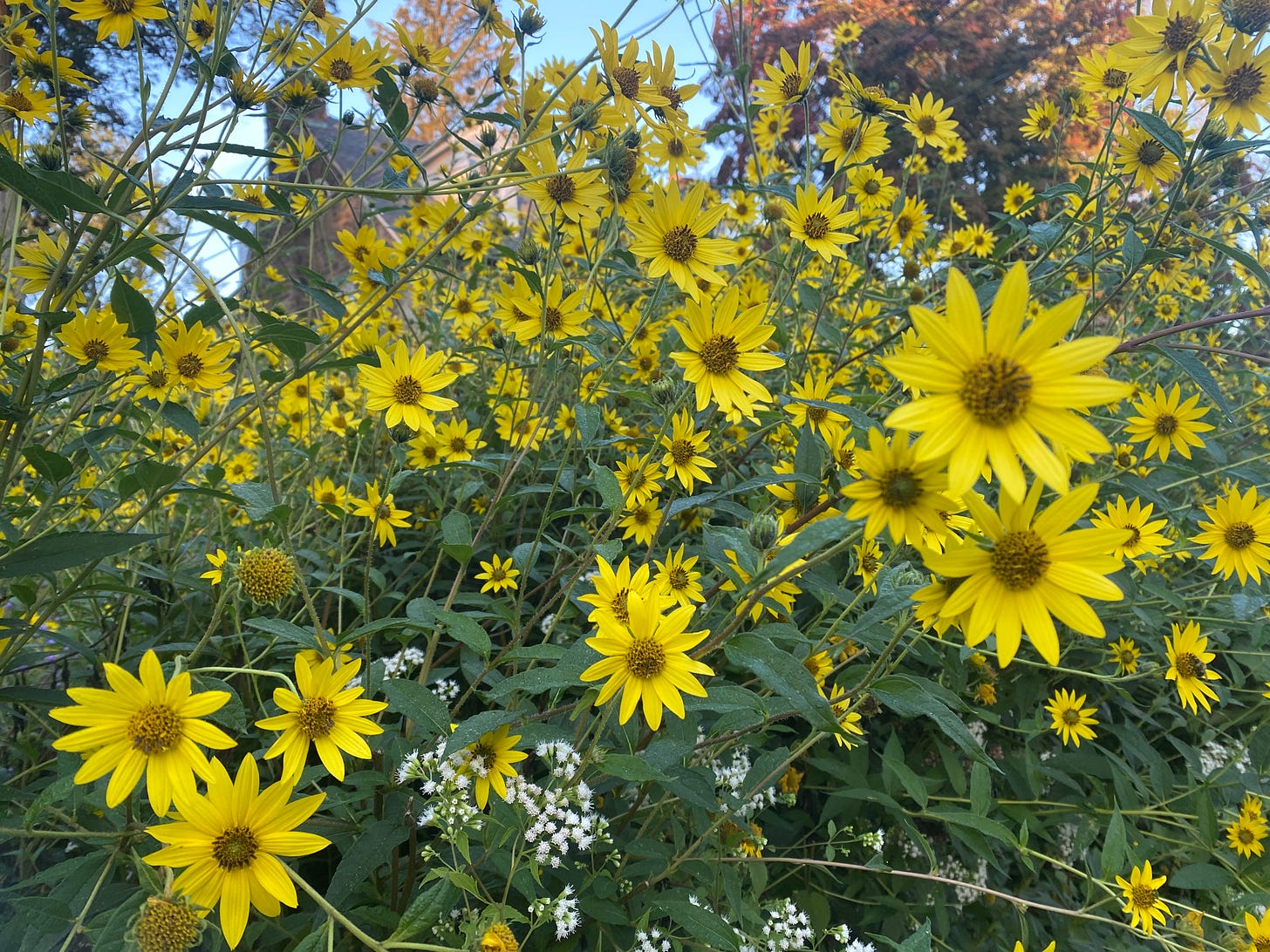 a bush of yellow flowers