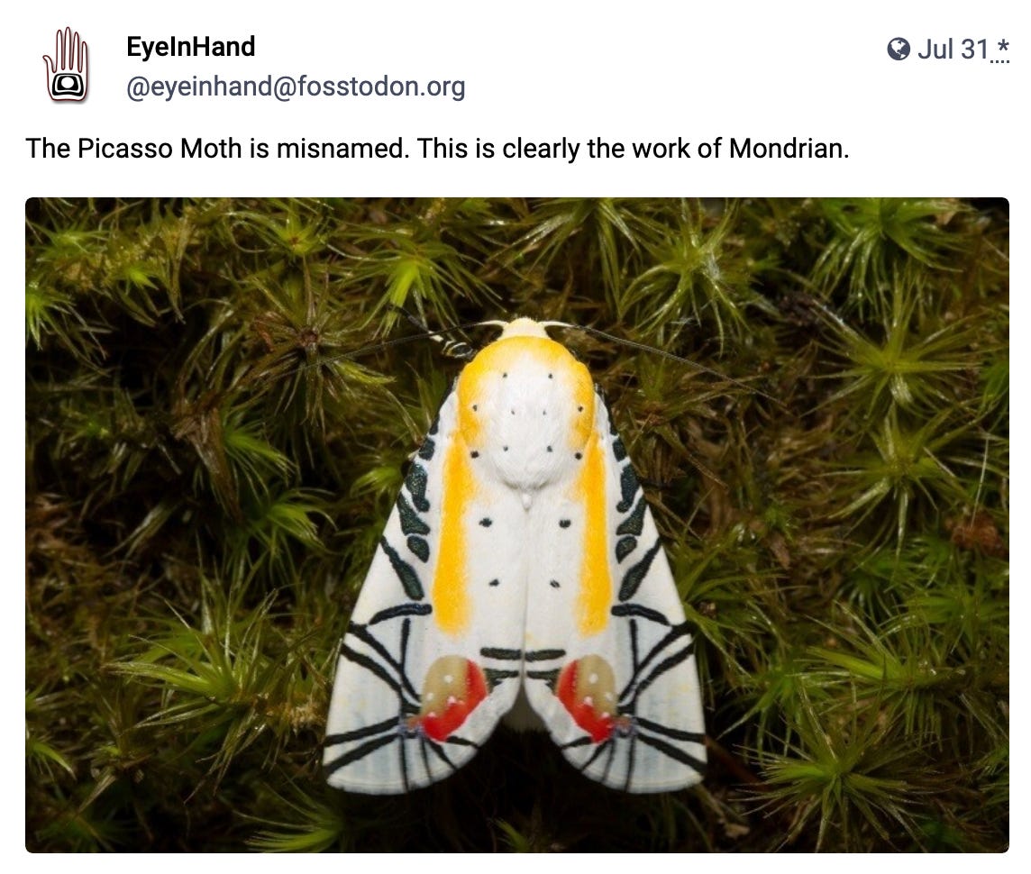 The Picasso Moth is misnamed. This is clearly the work of Mondrian.