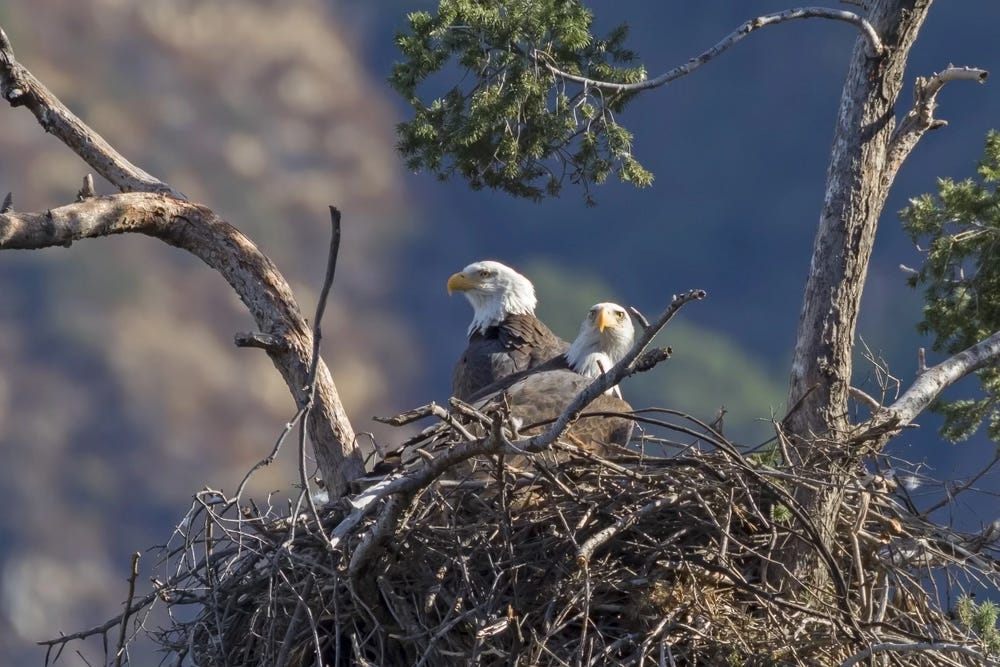 Bald eagles in Southern California. Not the famous Jackie and Shadow, though. Permission for those images are limited.