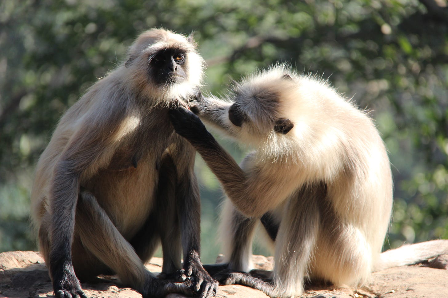 File:Monkeys Grooming.jpg - Wikimedia Commons