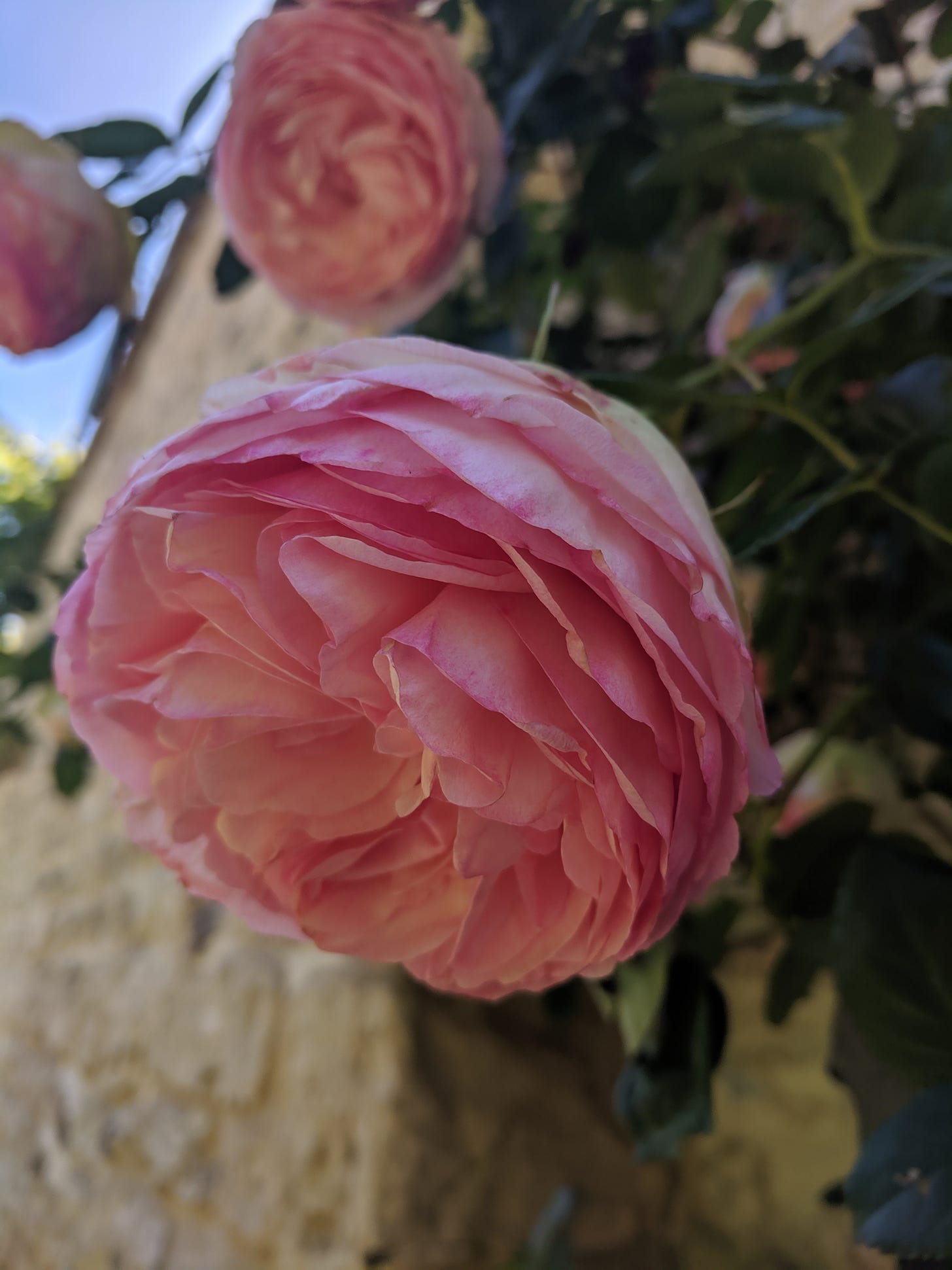 A view of roses climbing a wall. Three fully open pink ones nod down at us. The one closest is in focus.