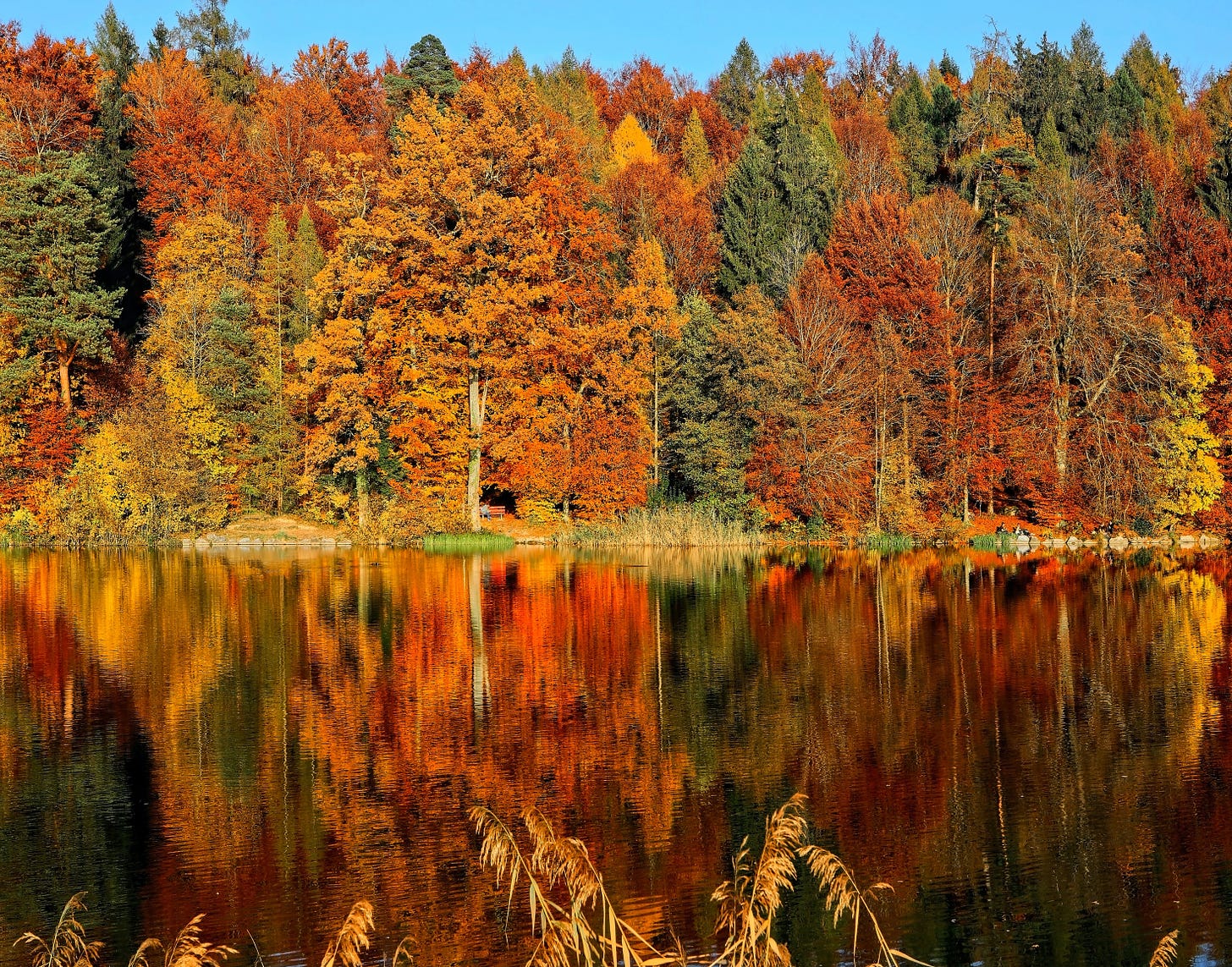 Photo of orange and yellow trees reflected in a lake