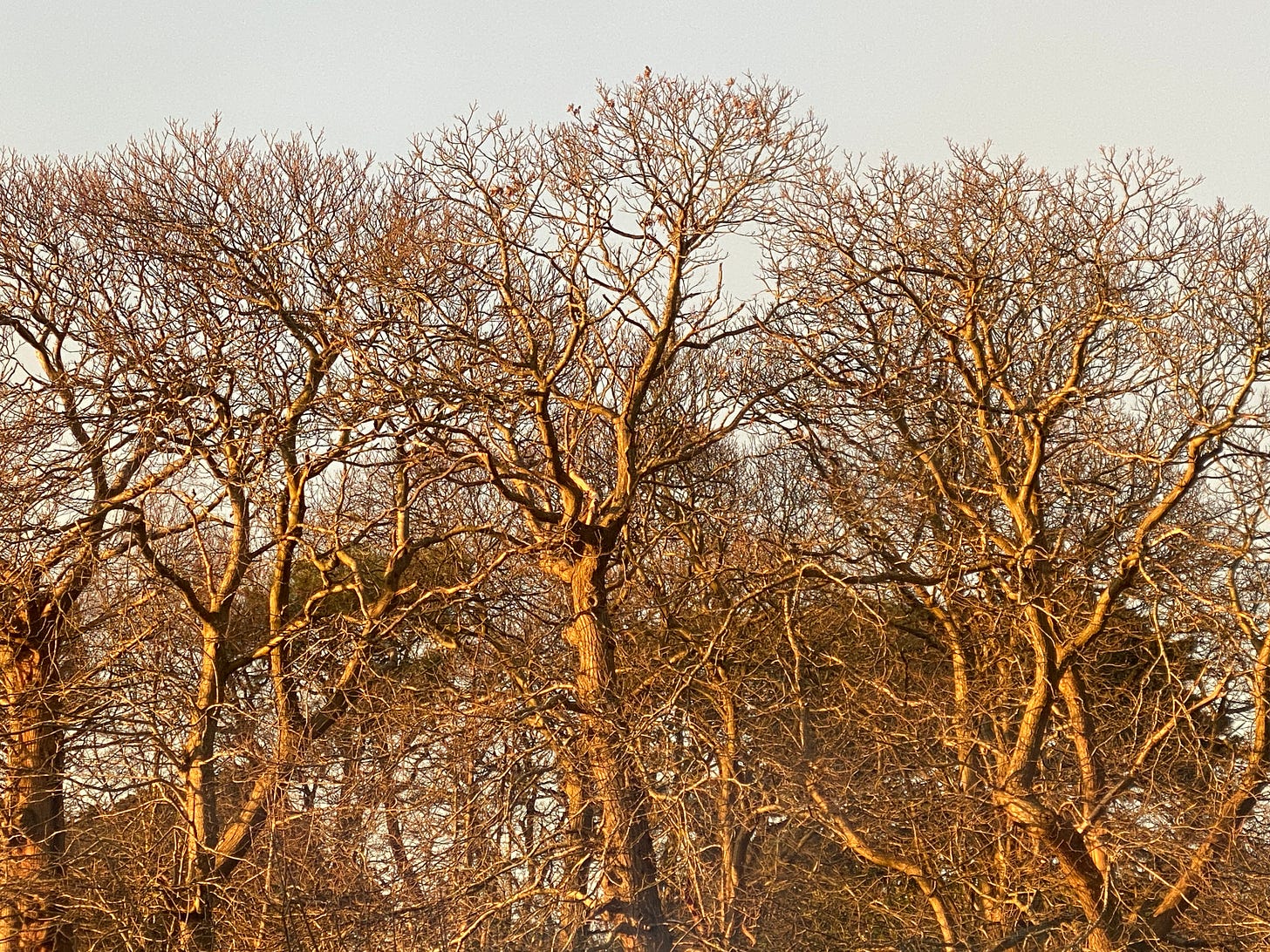 winter chestnut trees