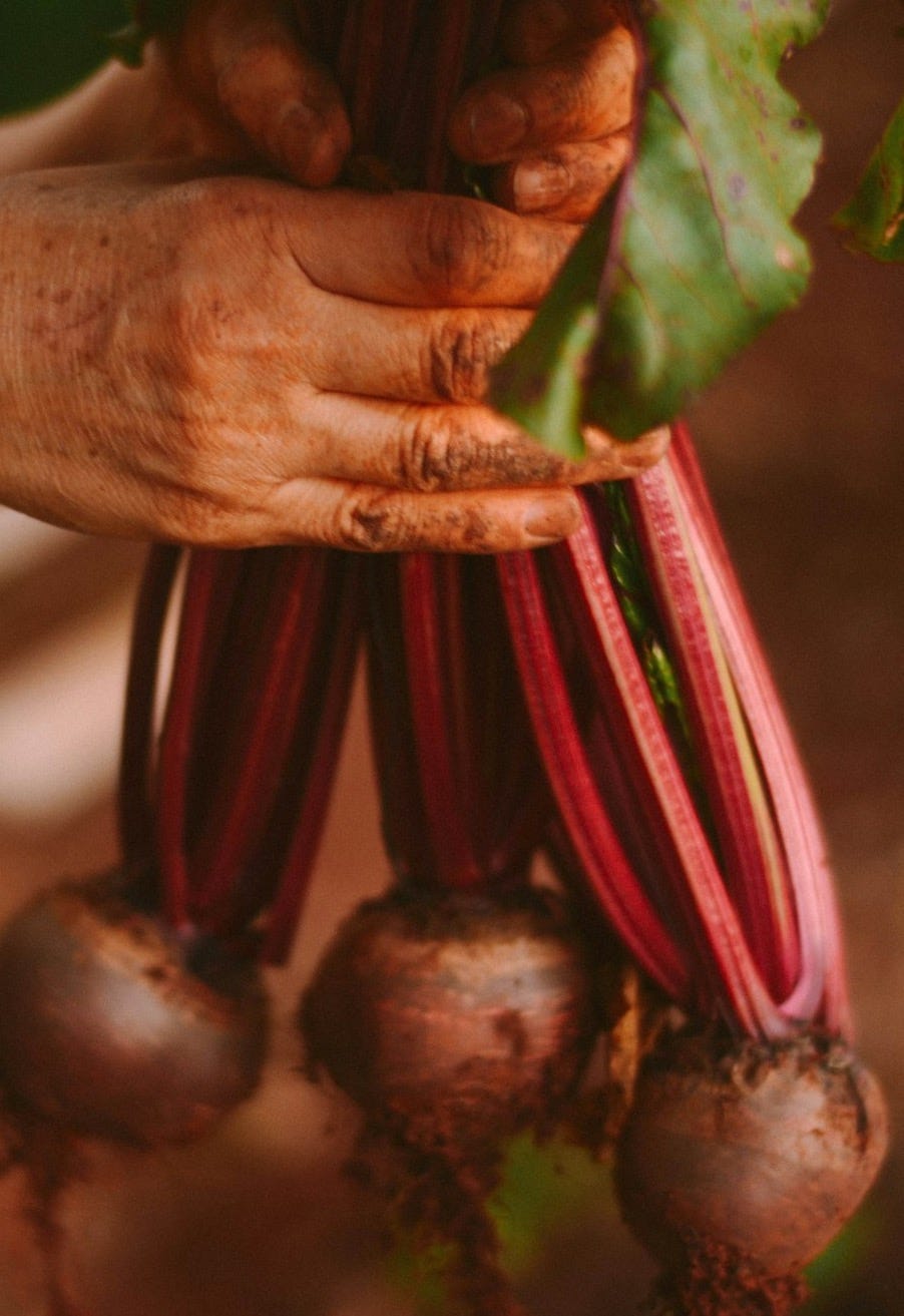 person holding red and green plant