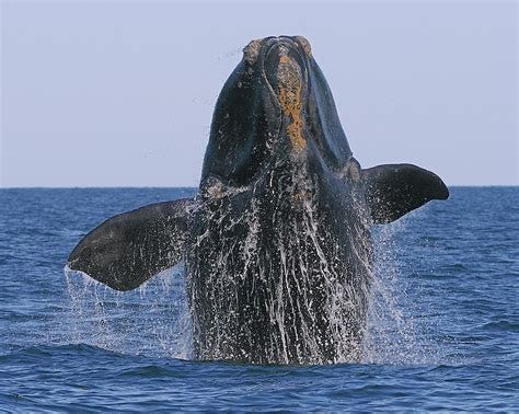 North Atlantic Right Whale breaching Photograph by Tony Beck - Pixels