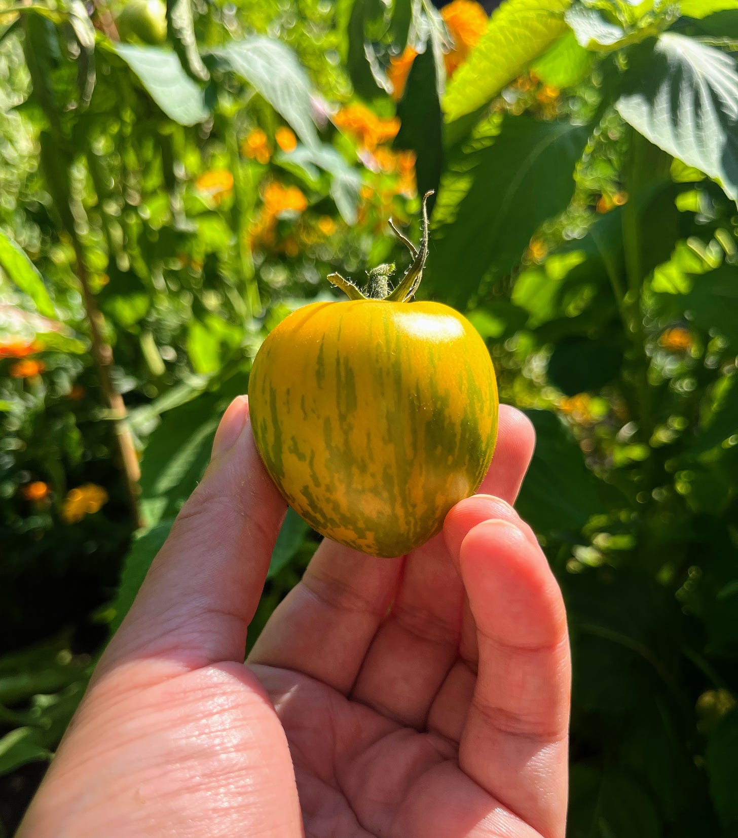 Hand holding Green Zebra tomato