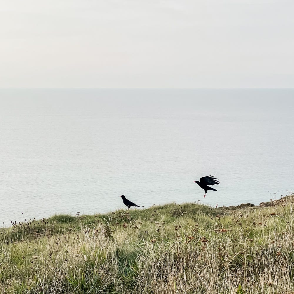 Two choughs (black birds with red bills and legs) on a grassy clifftop with grey sea in the background. One is standing looking towards the sea, the other is coming in to land with legs and wings outstretched