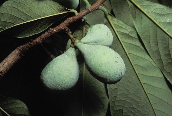 This July, 1991, image provided by the Missouri Dept. of Conservation shows a cluster of pawpaw fruits on a tree in Missouri. The fruit, which has a creamy interior, has a flavor similar to bananas. (Missouri Dept of Conservation via AP)
