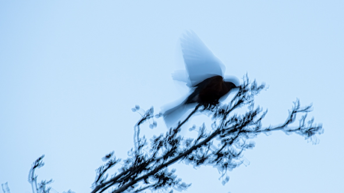 Image of a robin in a tree with a lot of blur, but sharpness on the wings