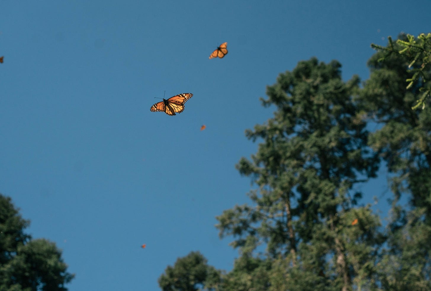 Monarch butterflies in flight.