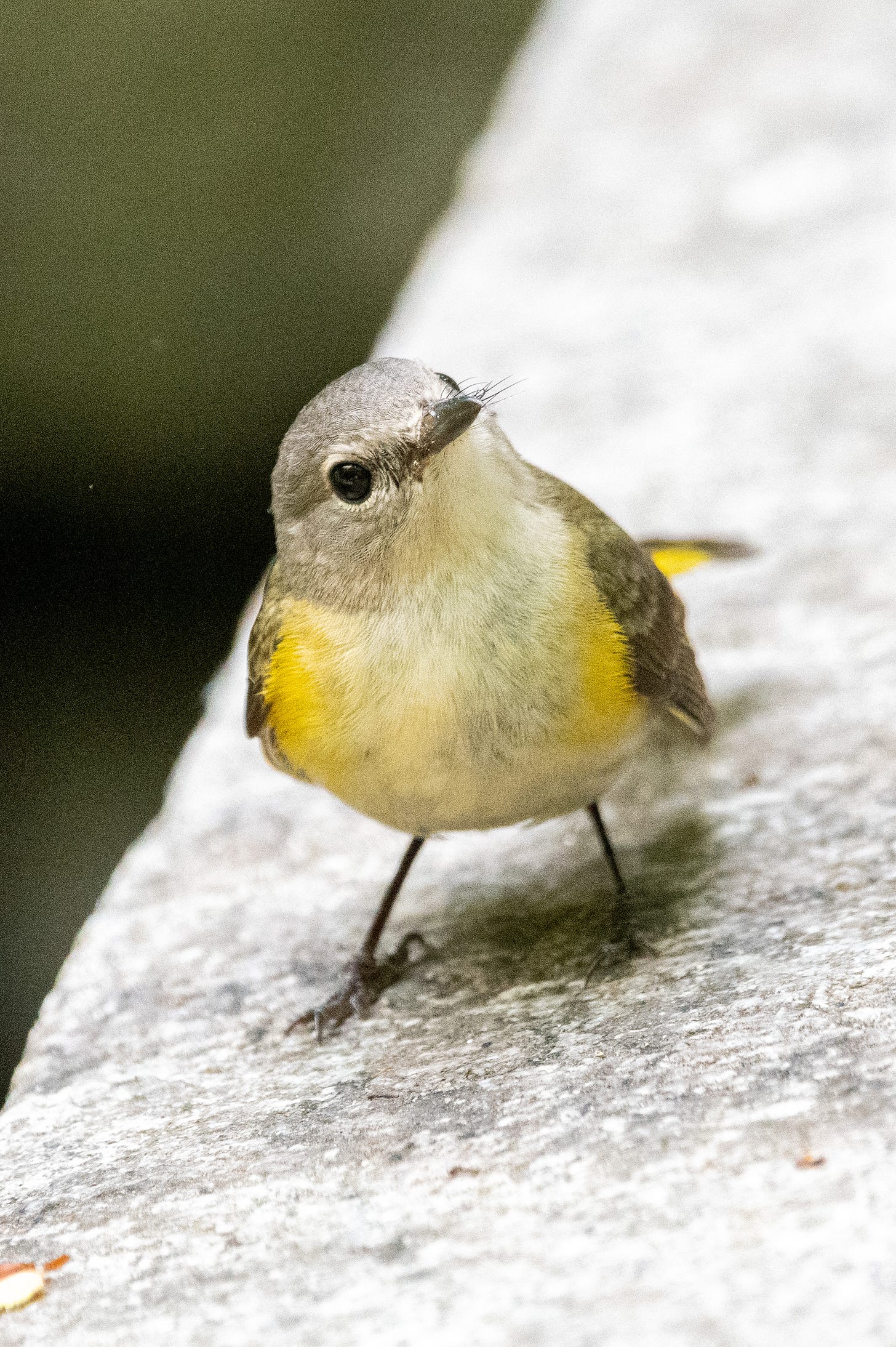 An American redstart with a cocked head