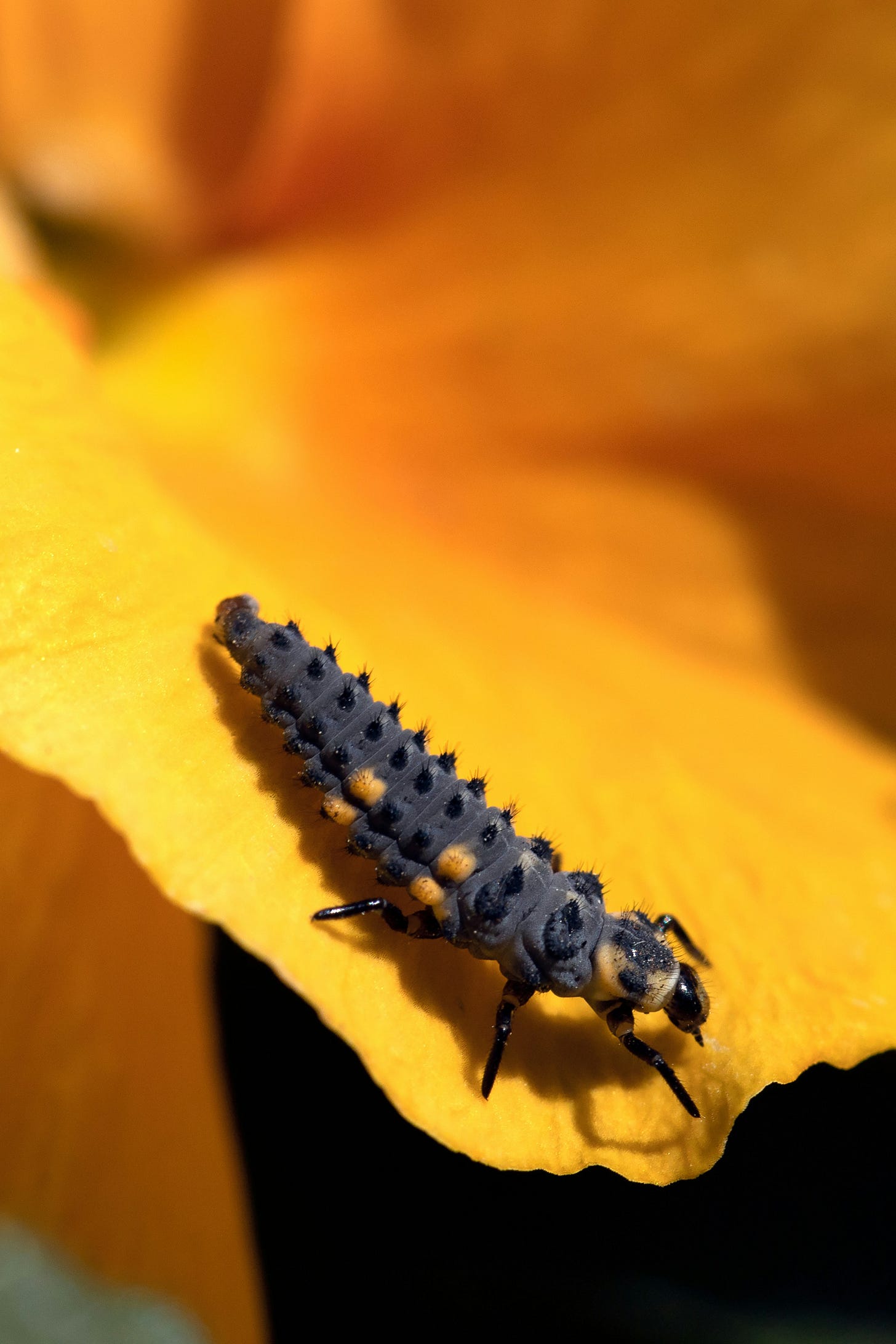 Ladybug beetle larva on an orange-yellow flower petal Ladybug beetle larva on an orange-yellow flower petal