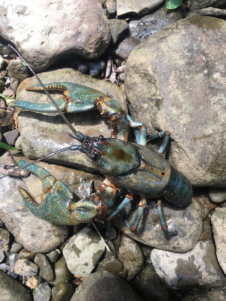 New River Crayfish (Cambarus chasmodactylus) · iNaturalist