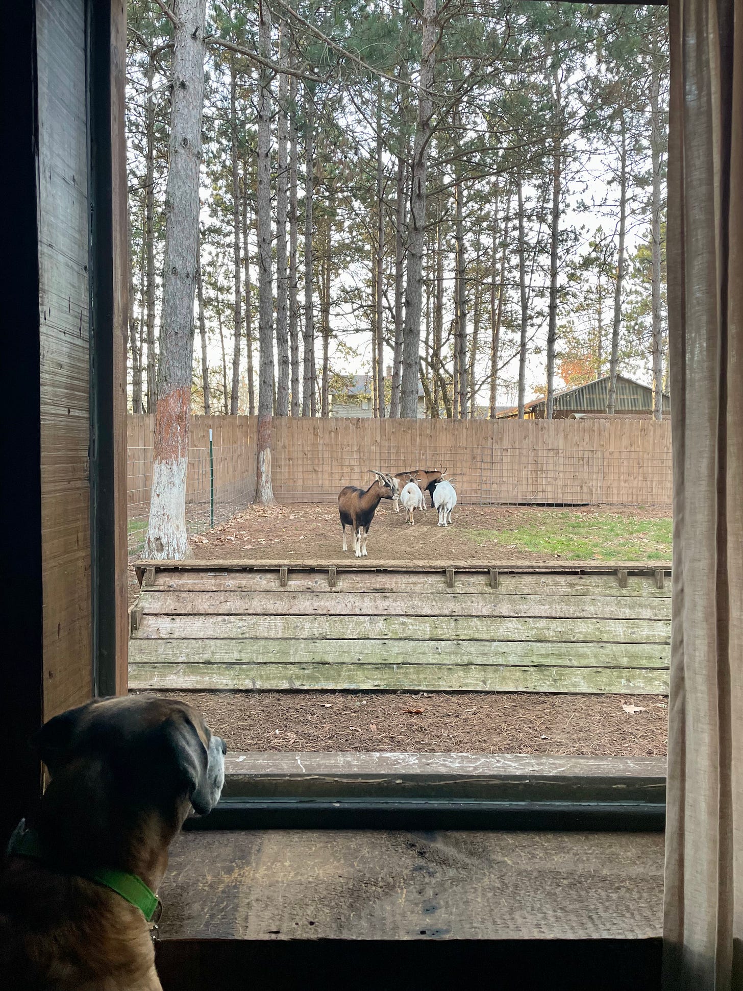brown dog staring out a cabin window at goats