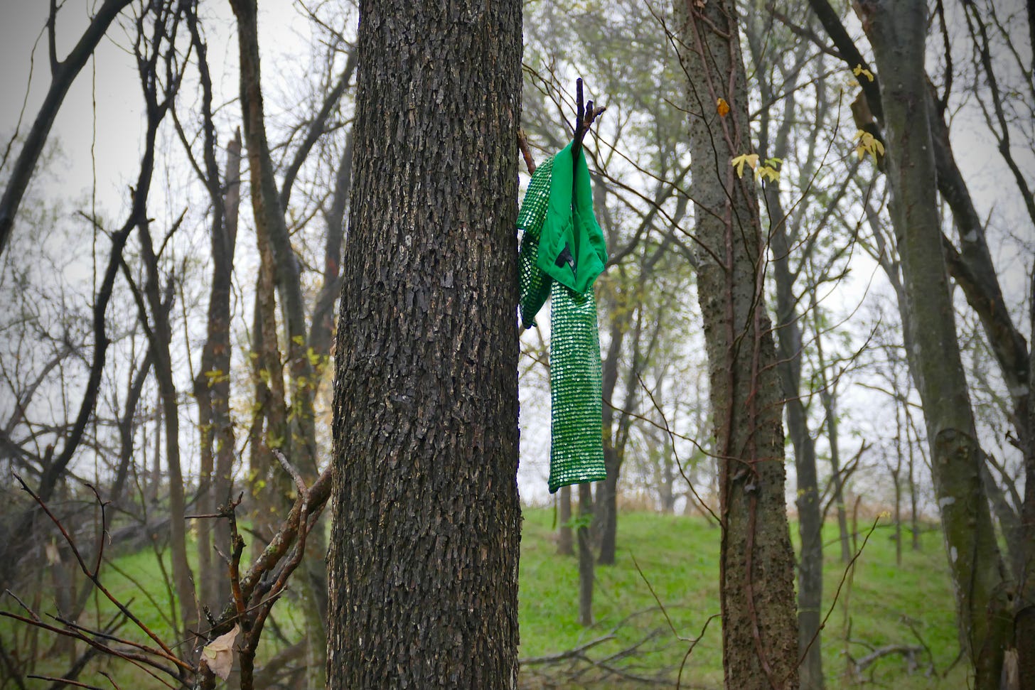 Sequined green fabric hanging from a tree