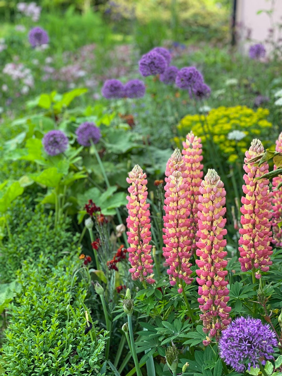 Alliums and lupins in a beautiful border full of flowers and colour