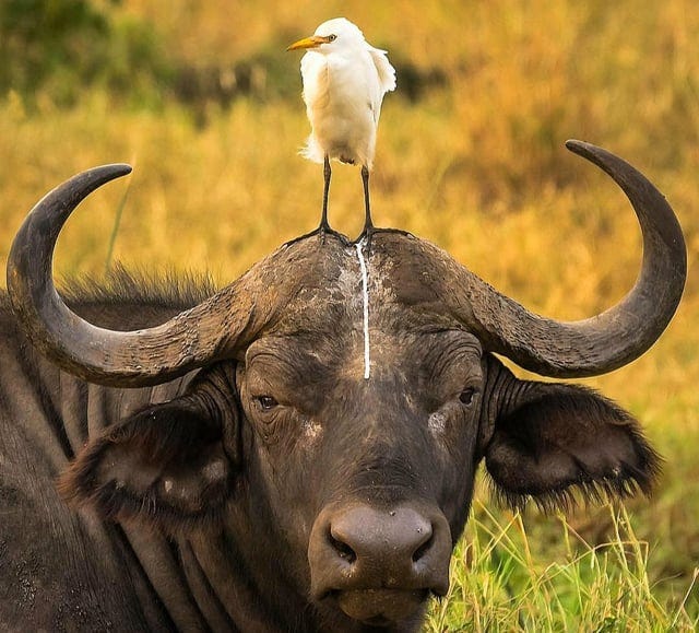 r/NatureIsFuckingLit - a bird standing on top of a buffalo