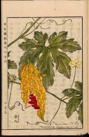 drawing of a yellow sponge gourd and green leaves