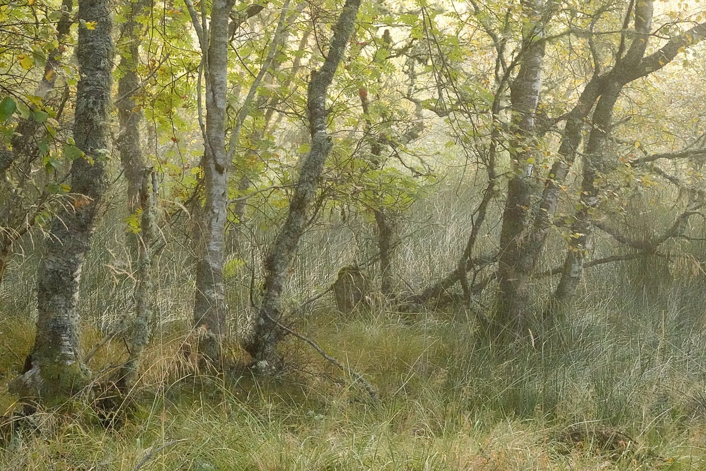 Where wet pasture meets birch; a messy place, full of fallen branches, dead wood, a chaos of rushes and star moss but in mist it is a place to gladden the heart.