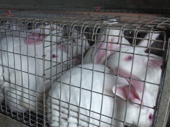 Caged rabbits 1