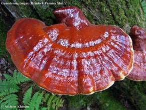 Ganoderma tsugae - Alchetron, The Free Social Encyclopedia