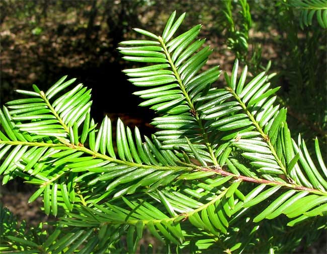 Pacific Yew (Taxus brevifolia) Tree Facts, Identification, Images