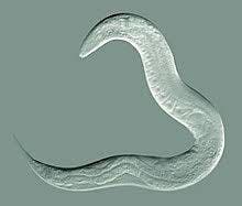 Caenorhabditis elegans - Wikipedia