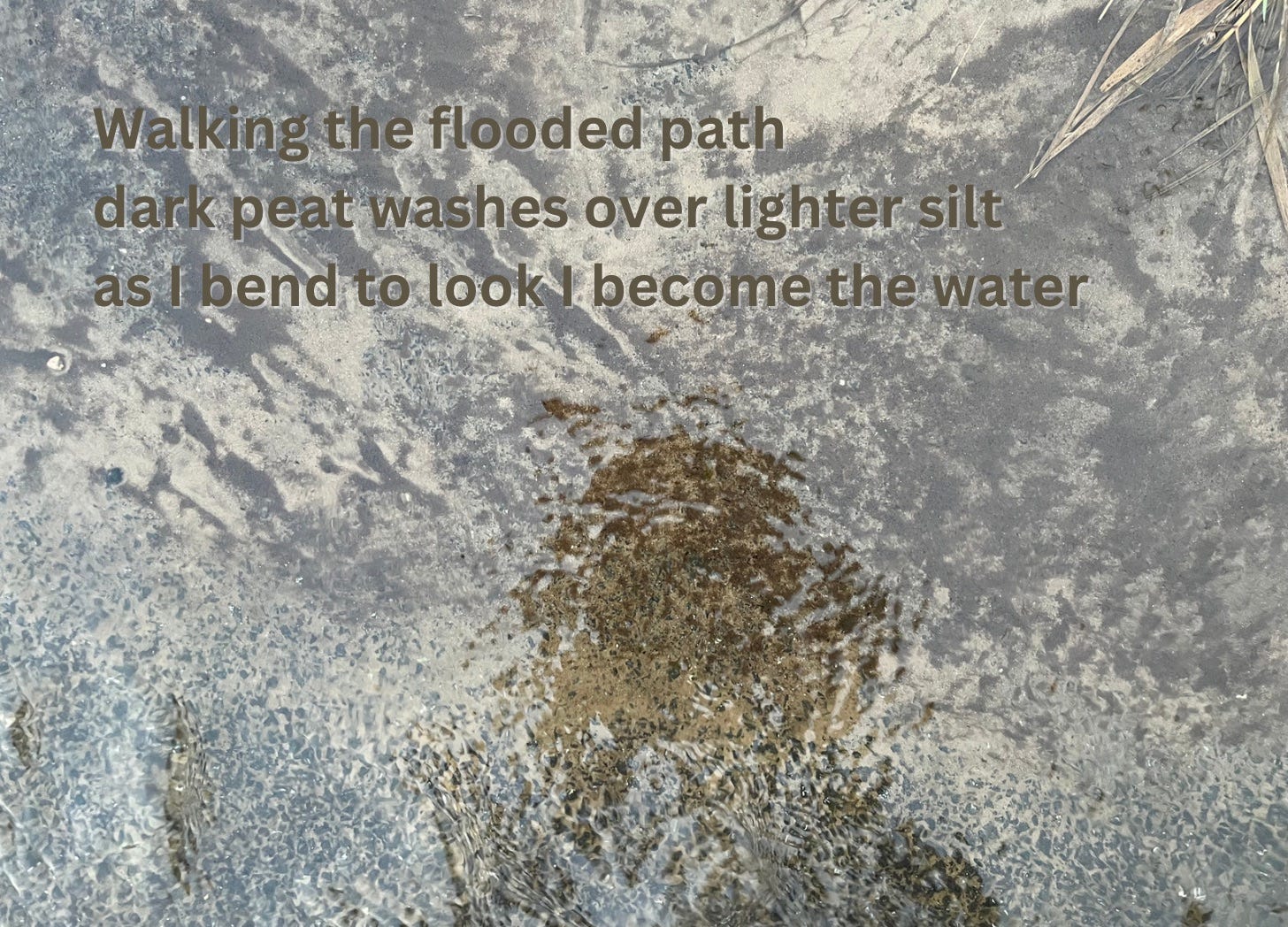 Prose by Michela Griffith overlaid onto an image of soil washed onto flooded path
