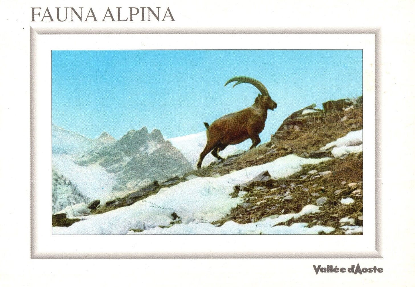 AC1517 Ibex, Goat Ibex , Fauna Alpina, Card Postal, Vintage Postcard | eBay