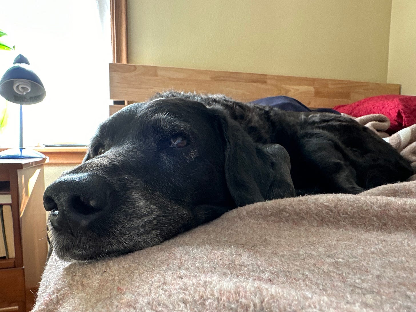 A close up of Ande the black lab on a bed with a lamp and window in the background.