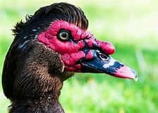 Search more images of Muscovy duck